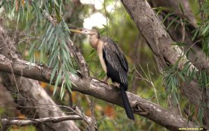 Australasian_Darter_Female_IMG_4311_300.jpg