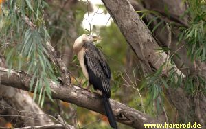 Australasian_Darter_Female_IMG_4312_300.jpg