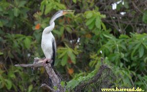 Australasian_Darter_IMG_4573_300.jpg