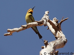 Birds_BeeEater_IMG_2969_300.jpg