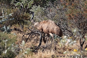 Birds_Emu_IMG_3021_300.jpg