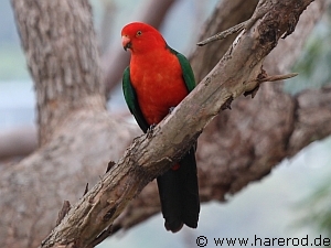 Birds_KingParrot_IMG_5477_300.jpg