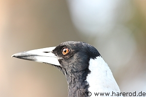 Birds_MagPie_Portrait_IMG_6225_300.jpg