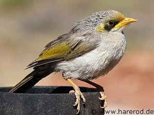 Birds_Mynah_Young_IMG_2651_300.jpg