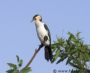 Birds_PiedCormorant_IMG_1999_300.jpg