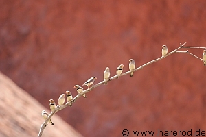 Birds_ZebraFinches_IMG_3050_300.jpg