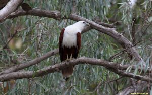 Brahminy_Kite_IMG_4257_300.jpg