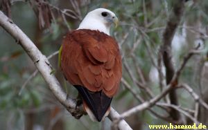 Brahminy_Kite_IMG_4304_300.jpg