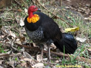 Brushturkey_IMG_2532_300.jpg