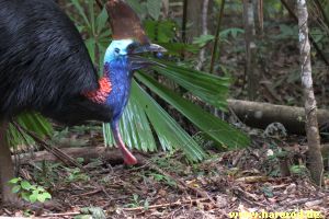 Cassowary_IMG_2817_300.jpg