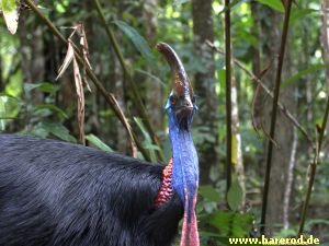 Cassowary_IMG_2818_300.jpg