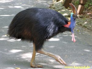 Cassowary_IMG_2971_300.jpg