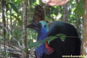 Cassowary_Portrait_IMG_2801_300.jpg