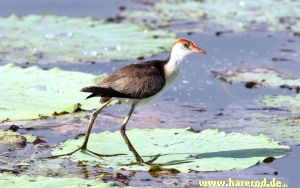 Jacana_Portrait_IMG_4536_300.jpg