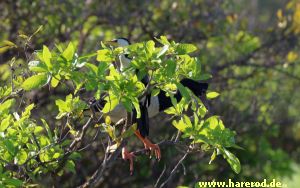 MagpieGoose_Cormorant_IMG_7139_300.jpg