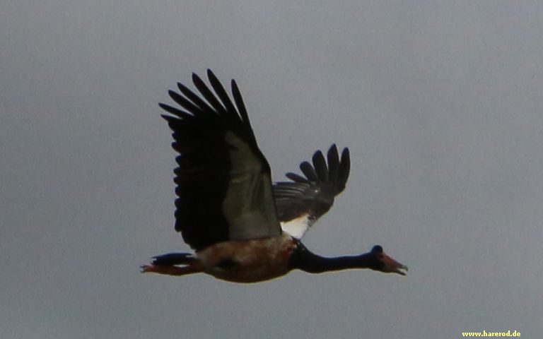 MagpieGoose_Inflight_IMG_6485_480.jpg