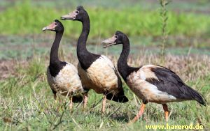 Magpie_Geese_IMG_7175_300.jpg