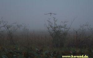 WhiteBellied_SeaEagle_EarlyMorning_IMG_6779_300.jpg