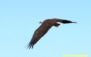 WhiteBellied_SeaEagle_Flight_IMG_4735_300.jpg