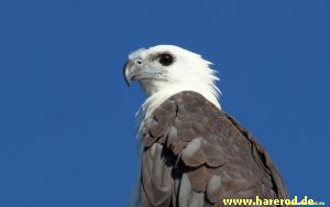 WhiteBellied_SeaEagle_IMG_4732_300.jpg