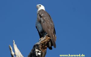 WhiteBellied_SeaEagle_IMG_4733_300.jpg