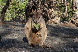 IMG_2463_RockWallaby_Mama_Eating_300.jpg