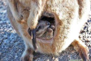 IMG_2486_RockWallaby_Joey_300.jpg