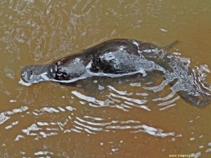 IMG_2956_platypus_swim_300.jpg