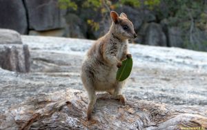 IMG_3175_Rockwallaby_JoeyWithLeaf_300.jpg