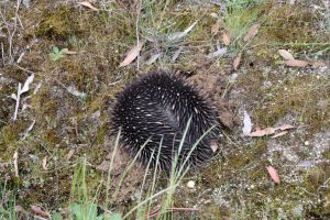 IMG_6250_echidna_300.jpg