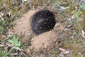 IMG_6253_echidna_300.jpg