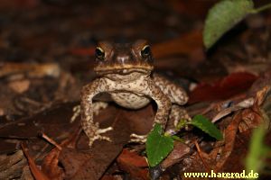 CaneToad_IMG_6385_300.jpg