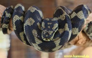 CarpetPython_IMG_3316_300.jpg