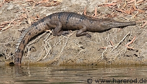 Freshy_Sunbathing_IMG_1203_300.jpg