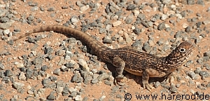 Lizards_BigEyes_IMG_2728_300.jpg