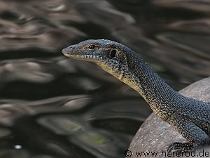 WaterDragon_Portrait_IMG_0485_300.jpg