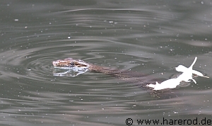 WaterDragon_Swimming_IMG_0540_300.jpg