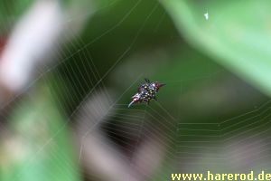 Crab_Spider_IMG_2833_300.jpg