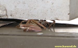 Froggy_Huntsman_IMG_6901_300.jpg