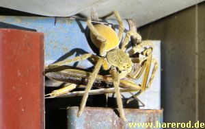 Huntsman_Mantis_IMG_7246_300.jpg