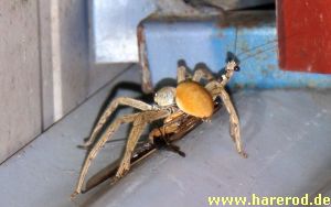 Huntsman_Mantis_IMG_7263_300.jpg