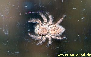 Spider_Small_IMG_7229_300.jpg