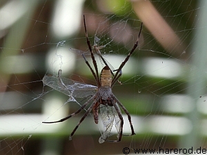 Spiders_GoldenOrb_IMG_0144_768.jpg