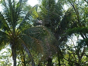 Spiders_GoldenOrb_Web_DSCF1417_768.jpg