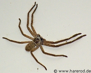 Spiders_Huntsman_DSCF9244_300.jpg