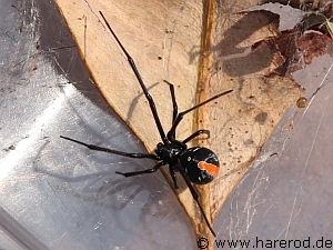 Spiders_IMG_9942_redback_768.jpg