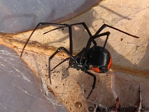 Spiders_IMG_9944_redbackBelly_768.jpg