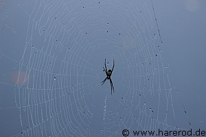 https://www.harerod.de/lbr/australien/pics/spiders/Spiders_WetWeb_IMG_2060_300.jpg