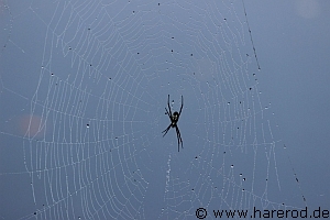 Spiders_WetWeb_IMG_2060_300.jpg