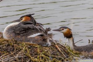 ./grebe/pics/300/IMG_3362-1-2.jpg